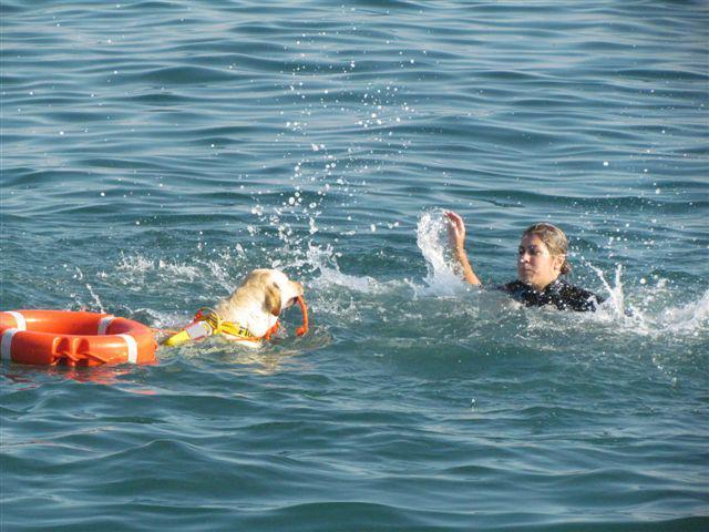 3. apporto del salvagente: Partendo da riva, il cane porta un salvagente anulare ad un