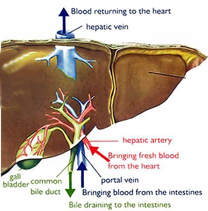 Il Fegato - ruolo centrale nel metabolismo 1) È una ghiandola esocrina: produce bile cistifellea intestino tenue 2) È un organo a secrezione interna (endocrina): prodotti metabolici torrente