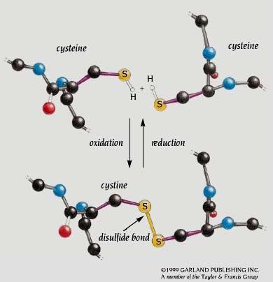 Nelle proteine esiste un secondo tipo di legame covalente oltre a quelle peptidico: ponti disolfuro tra le cisteine Si forma