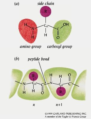 Gli aminoacidi sono uniti dal legame peptidico Il