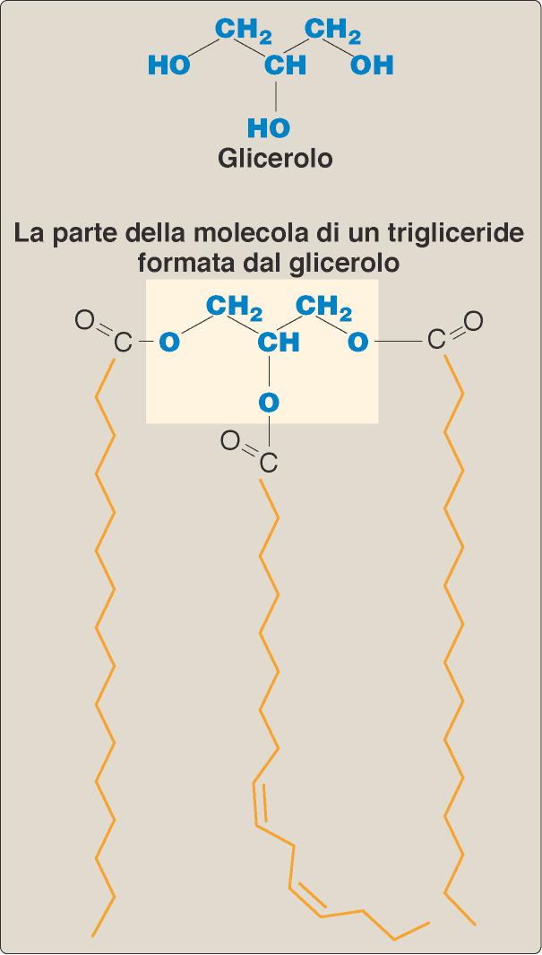 P. Champe, R.