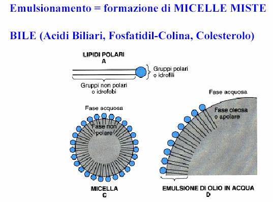 Digestione, assorbimento e trasporto dei lipidi Lipidi = trigliceridi, fosfogliceridi, colesterolo, esteri del colesterolo Lipidi =