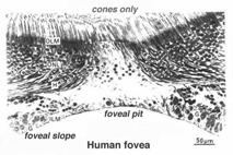 Distribuzione dei coni e dei bastoncelli nella retina