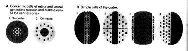 La Corteccia