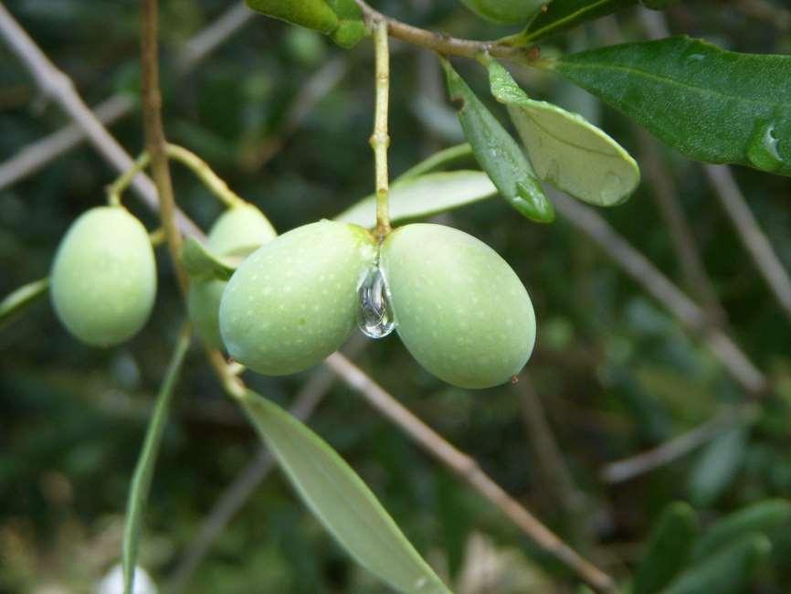 Sistemi di supporto alle decisioni nella lotta contro la mosca dell olivo