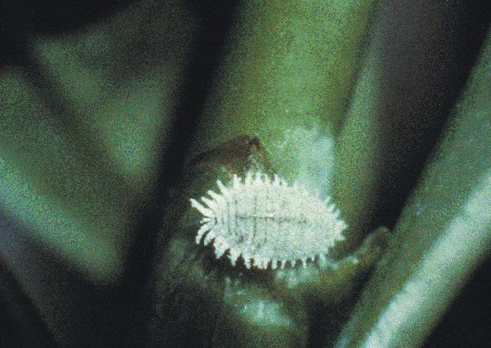 Ciclo in natura ed uso agricolo dell insetto: A 25 C, con una umidità del 75%, il ciclo del Leptomastix d. si svolge in circa 21 giorni.