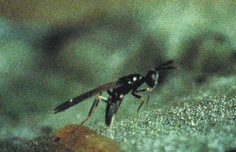 2.2 Diglyphus isaea Classificazione entomologica: Imenottero Eulofide Parassitoide di: Ditteri Agromizidi e può essere impiegato con lanci contro Liriomyza trifolii, Liriomyza bryoniae e Liriomyza