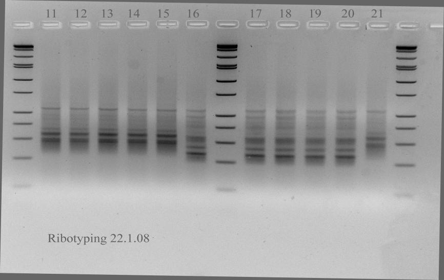 immagine d (dendrogrammi ) correlation [0.0%-.0%] Ribotyping Ribotyping (Bionumerics 4.