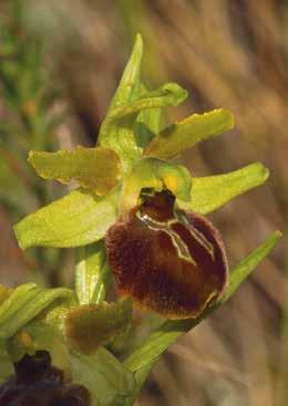 Aggiornamento della presenza di Ophrys