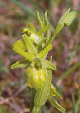 Soca) Ophrys riojana, Borgorose (RI), 7