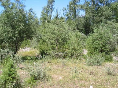 Altre formazioni pioniere presenti in questa zona sono i saliceti con Pinus sylvestris (Fig. 1.15) e i saliceti con Buddleia davidii.