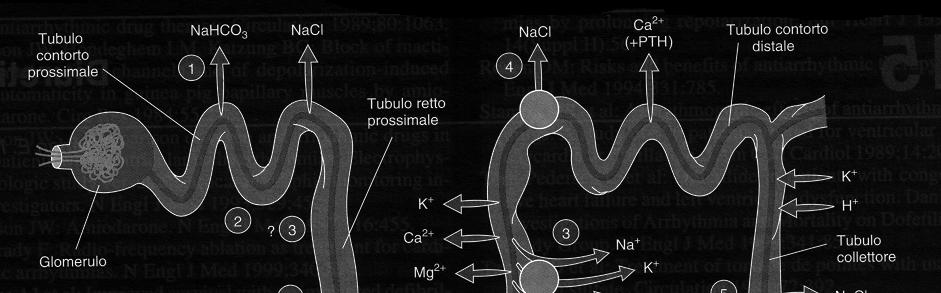 SISTEMI TUBULARI DI TRASPORTO E SITI D AZIONE DEI DIURETICI 2.