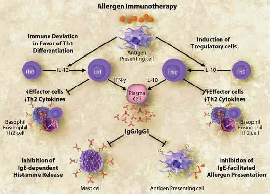 Putative mechanism of allergen immunotherapy Casale TB & Stokes JR JACI 2011 Il meccanismo di