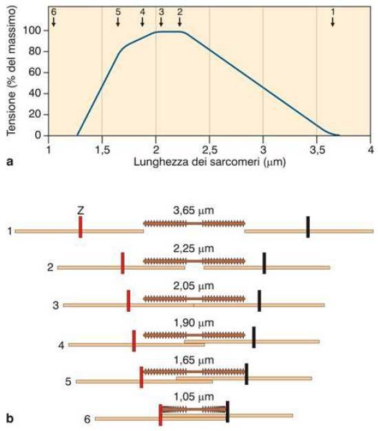 Figura 2.7: (a) Relazione tensione attiva-lunghezza del sarcomero. (b) Rappresentazione della sovrapposizione dei filamenti spesso e sottile al variare della lunghezza del sarcomero.