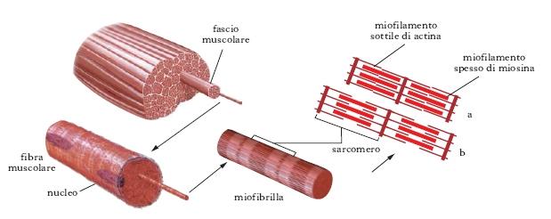 Figura 1.2: Struttura del muscolo scheletrico. Il fascio muscolare è composto dalle fibre muscolari, queste sono composte da miofibrille.