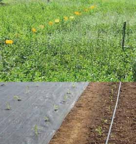 Essentia: coltivazione, ottimizzazione della produzione, qualità alla raccolta e in post-raccolta di specie aromatiche per diversi usi nell agro-alimentare campo Mentha spp. C.