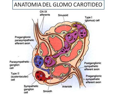 Glomi caroadei Afferenze: Glomi caro9deiànervi di