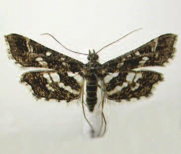 Anania lancealis, Fosso Cucolo, 9-V-1992, 1, apertura alare