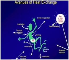 Quando si verificano gli effetti del caldo sulla salute?