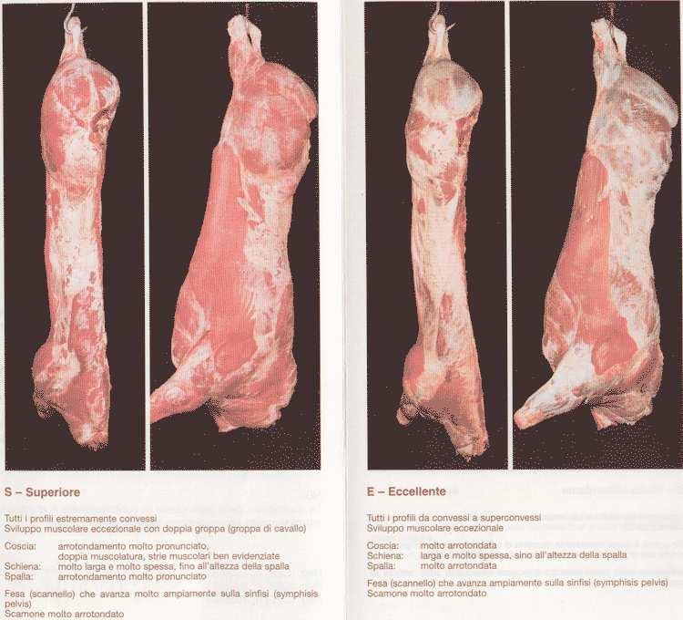 L obbligo della classificazione ricade sugli stabilimenti che effettuano macellazioni di animali possono ottenere deroghe le strutture che provvedono a disossare tutti i bovini macellati o che