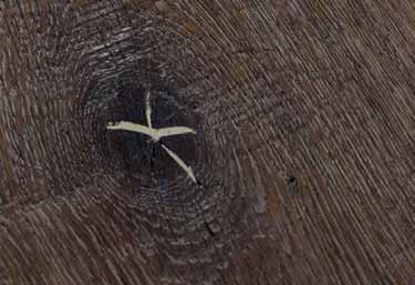 Il legno è un materiale vivo, soggetto per sua stessa natura a mutamenti determinati da fattori esterni quali la luce solare, la temperatura, l umidità dell ambiente, l uso quotidiano.