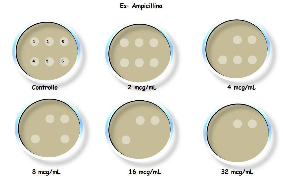 M.I.C (diluizione in solido) 1 antibiotico = 1 serie, diverse