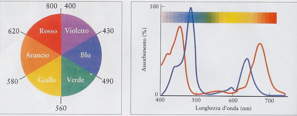 Le FOGLIE le vediamo verdi perché la CLOROFILLA (colore verde) assorbe le radiazioni rosse e blu e