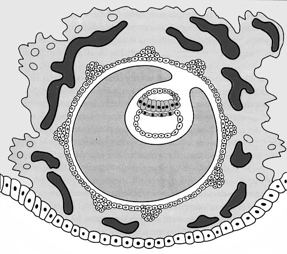 sinciziotrofo blasto corion LA SECONDA SETTIMANA sacco vitellino secondario 14 giorno: formazione del sacco vitellino secondario. La sua parete interna (endoderma extraembr.