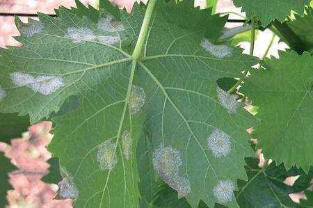 Peronospora Plasmopara viticola Oomicete importato accidentalmente dall America in Francia nel 1878 Causa la