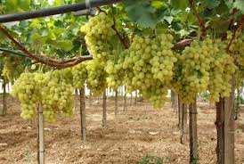 Applicazioni della chabasite in viticoltura Famiglia: Ampelidacee o vitacee Specie: Vitis vinifera Trattamento Produzione totale (t/h) N. Grappoli x pianta Peso totale a grappolo (g) Controllo 13.