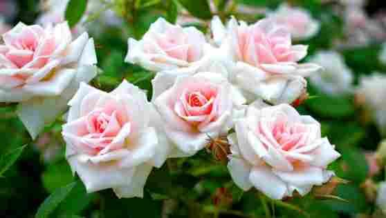 7 / 7 A Casinalbo fine settimana dedicato alle rose CASINALBO: A SPASSO TRA LE ROSE D'AUTUNNO FORMIGINE.