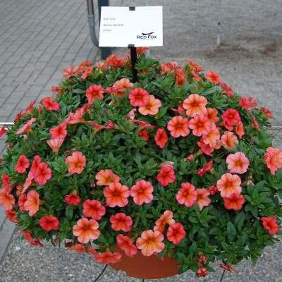 Calibrachoa hybrida Aloha Calibrachoa ricadente, molto resistente e vigorosa: in 4 colori separati e tre miscugli.