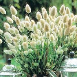 Azienda Agricola di Floricoltura TARRICONE Graziella Località Vastalla 10/a Ciriè Torino Tel.