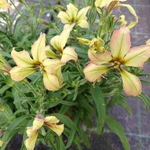 Petunia hybrida Sylvia Ibridatore : Floricoltura Tarricone Graziella Petunia