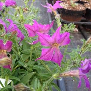 Petunia hybrida Ray Black Ibridatore