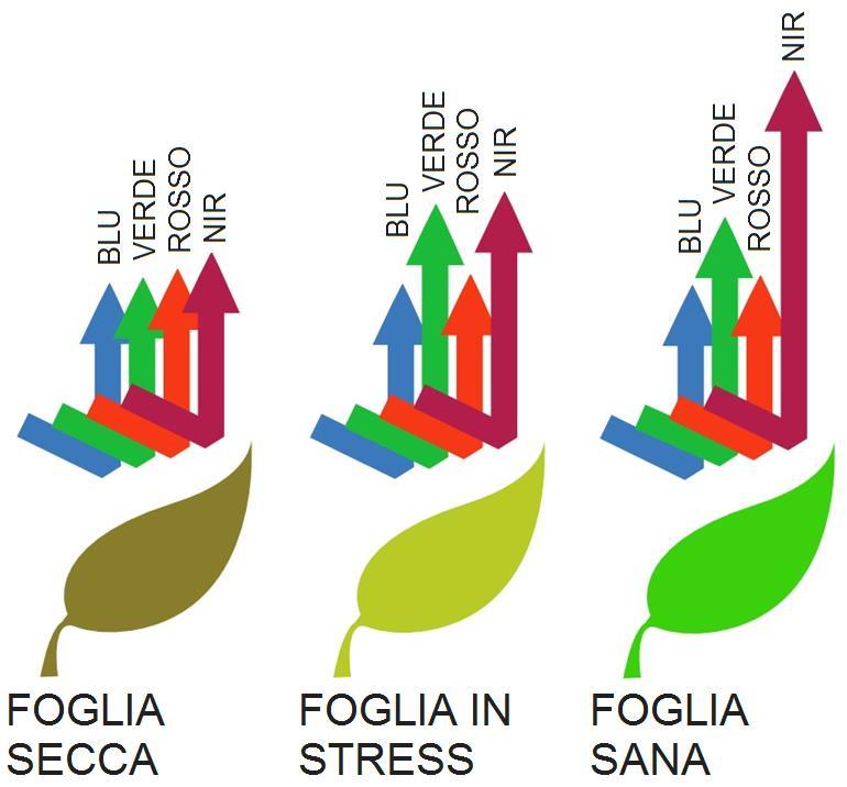 di Vigore Vegetativo) fornisce un informazione
