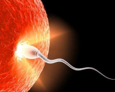 L'apparato riproduttivo maschile è composto da tre organi che interagiscono tra di loro per la produzione di testosterone e di conseguenza degli spermatozoi: l'ipotalamo (situato al centro del