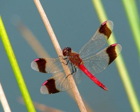 La forma dell ala nei maschi è quindi il risultato di un compromesso tra selezione naturale per l ottimizzazione del volo e selezione sessuale per