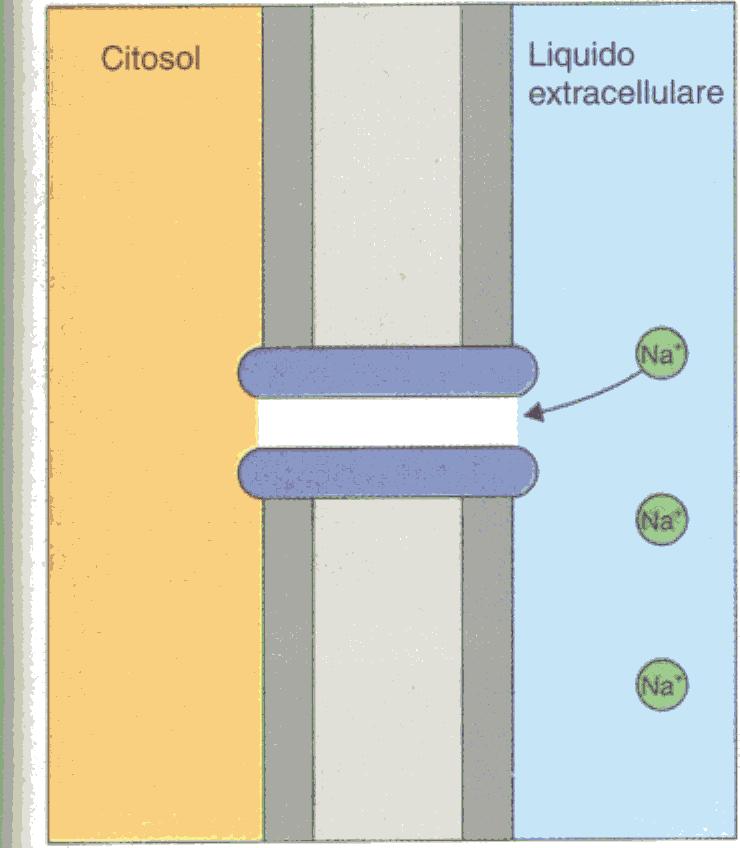 ciascuna specie ionica dipende