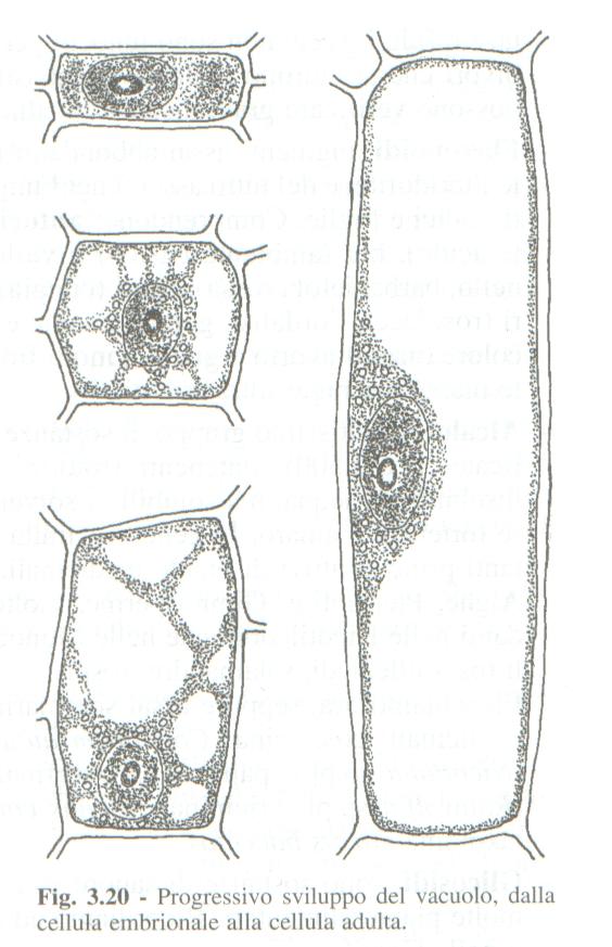 Cellula meristema3ca