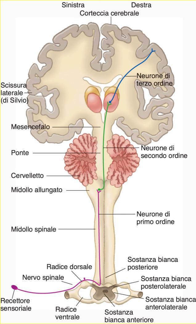 Le vie sensitive 3 neuroni in serie Neuroni di 1 ordine Somi cellulari nei gangli della radice dorsale nervi spinali o ganglio V paio nervi cranici Segnali al MS o al midollo allungato