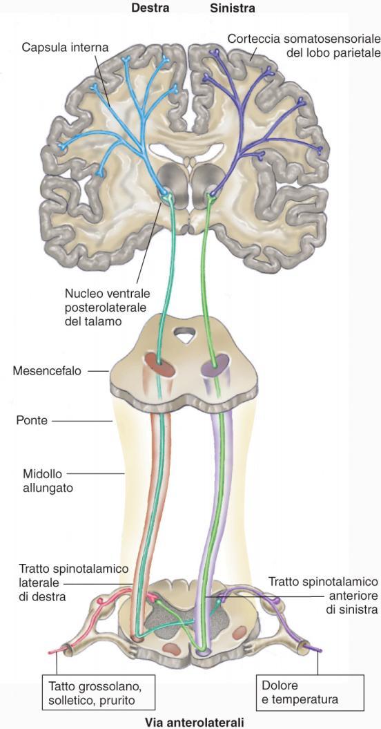 Vie anterolaterali I N di I ordine entrano nella regione laterale del corno dorsale e si connettono con i N di II ordine della substantia gelatinosa Dopo decussazione ascendono nei tratti