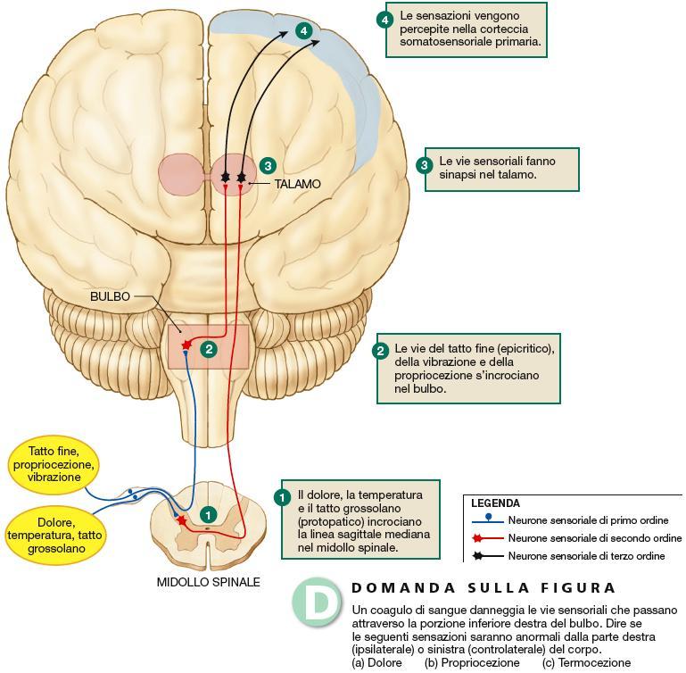 Sensi somatosensoriali o somatici(percezione) Vie nervose afferenti sensitive Tatto Pressione