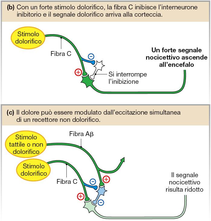 dolorifici inibiscono la sensazione di