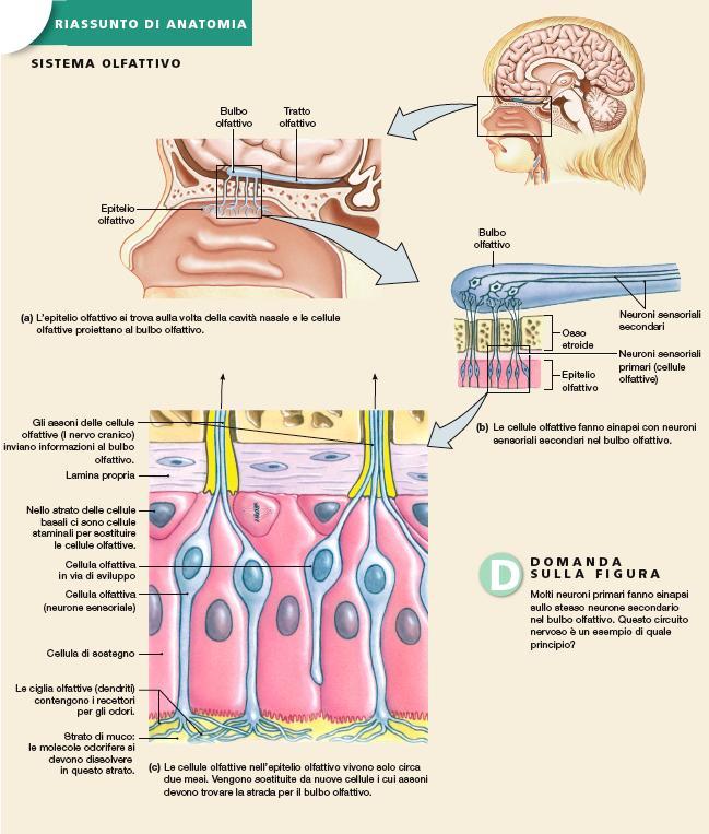 L olfatto Neuroni olfattivi (circa 10 7 formano il nervo olfattivo Recettori olfattivi (400 nell uomo) attivazione proteina G aumento camp depolarizzazione Dendriti forniti di ciglia Vita media: 2