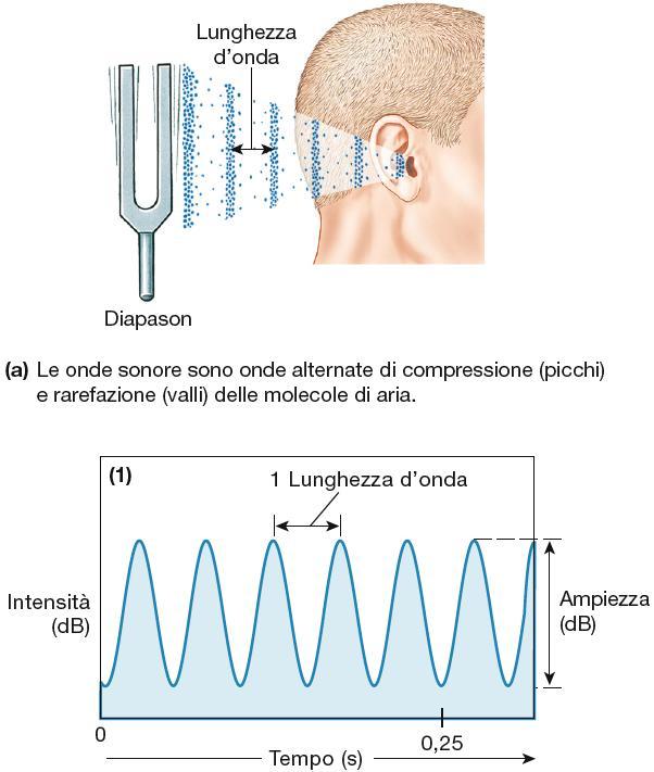 Udito Onde sonore Range di udibilità nell uomo: