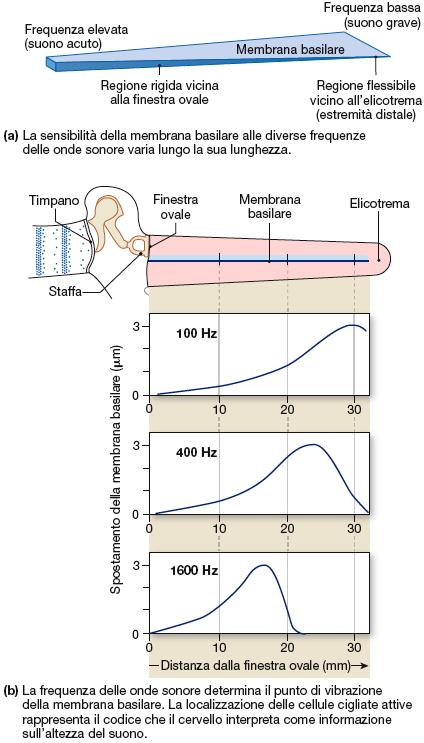 Udito Membrana basilare Frequenza onde sonore (diverse regioni) Da 20 a 20.