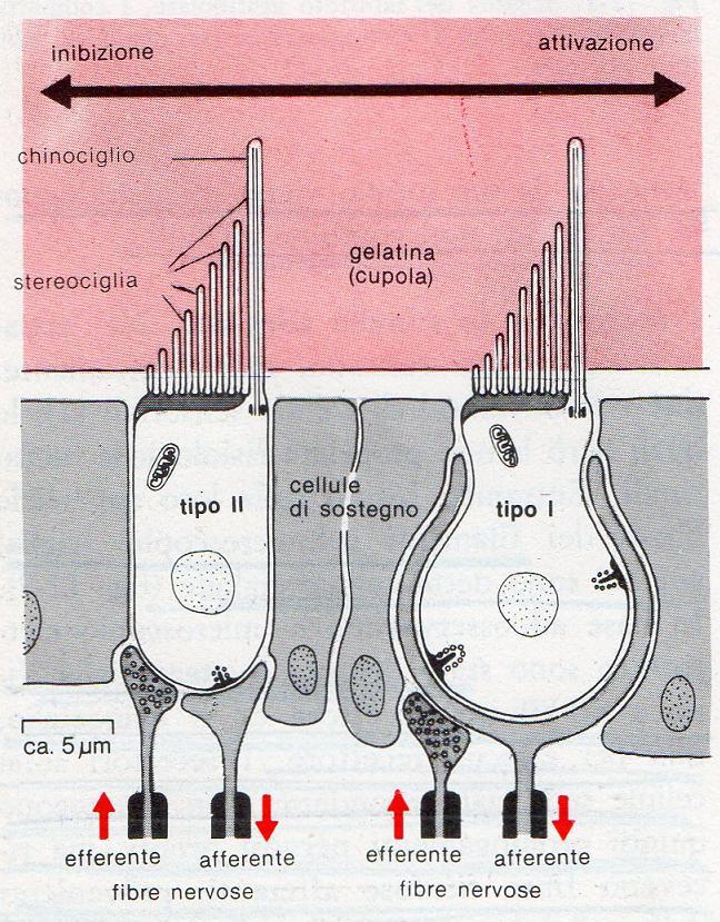 Equilibrio Macule (organi statolitici): posizione del capo