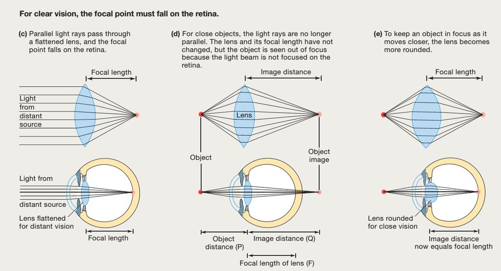 Proprietà diottriche dell occhio Il potere di rifrazione di una lente dipende dal raggio di curvatura della superficie e dalla