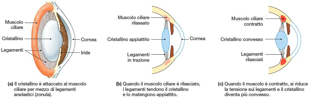 Occhio Controllo del cristallino mediante muscolo ciliare ACCOMODAZIONE Il controllo della quantità di luce che entra nell occhio